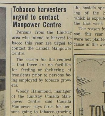 Lindsay Daily Post clipping, July 22, 1967: Tobacco harvesters urged to contact Manpower Centre